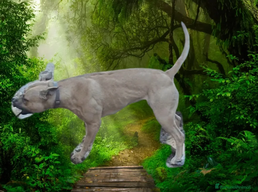 Pitbull cani in regalo: Pitbull femmina  - Annuncio 3