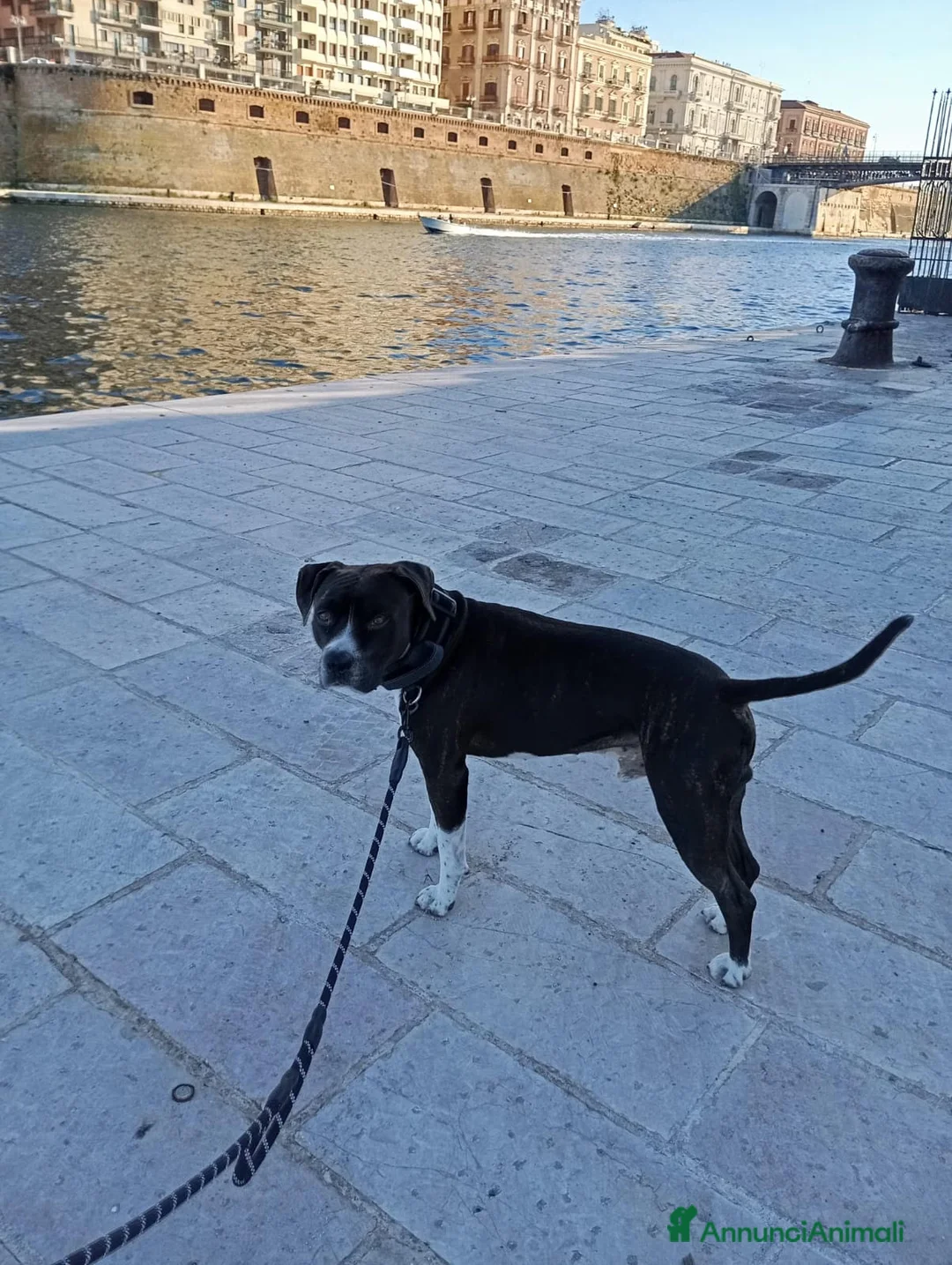 American Staffordshire cani per accoppiamento: Cercasi fidanzata per Ares - Annuncio 2