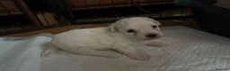 Maltipoo cani in vendita: Cuccioli Maltipoo  - Annuncio 4