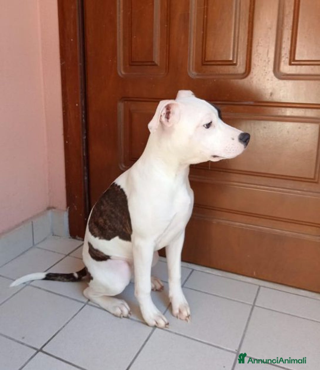 Pitbull cani in regalo: ADELE  affettuosa e simpatica! - Annuncio 2
