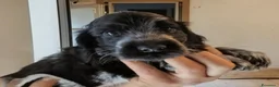 Cocker cani in vendita: Cuccioli Cocker spaniel inglese Blu roano  - Annuncio 19