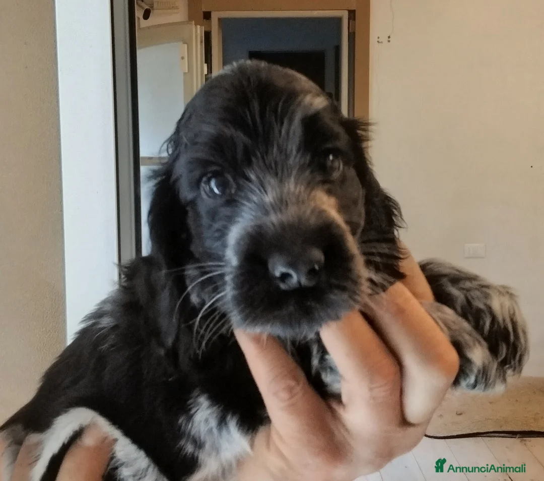 Cocker cani in vendita: Cuccioli Cocker spaniel inglese Blu roano  - Annuncio 19