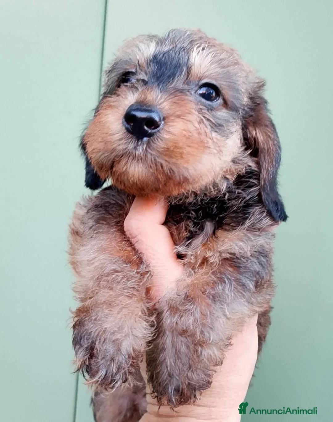 Bassotto cani in vendita: Bassotto pelo duro nano foglia secca - Annuncio 4