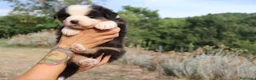 Australian Shepherd cani in vendita: Cuccioli pastore australiano - Annuncio 5