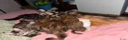 Maine Coon gatti in vendita: cucciole di Maine coon con pedigree - Annuncio 2
