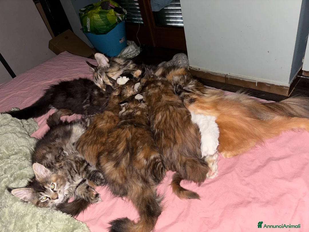 Maine Coon gatti in vendita: cucciole di Maine coon con pedigree - Annuncio 2