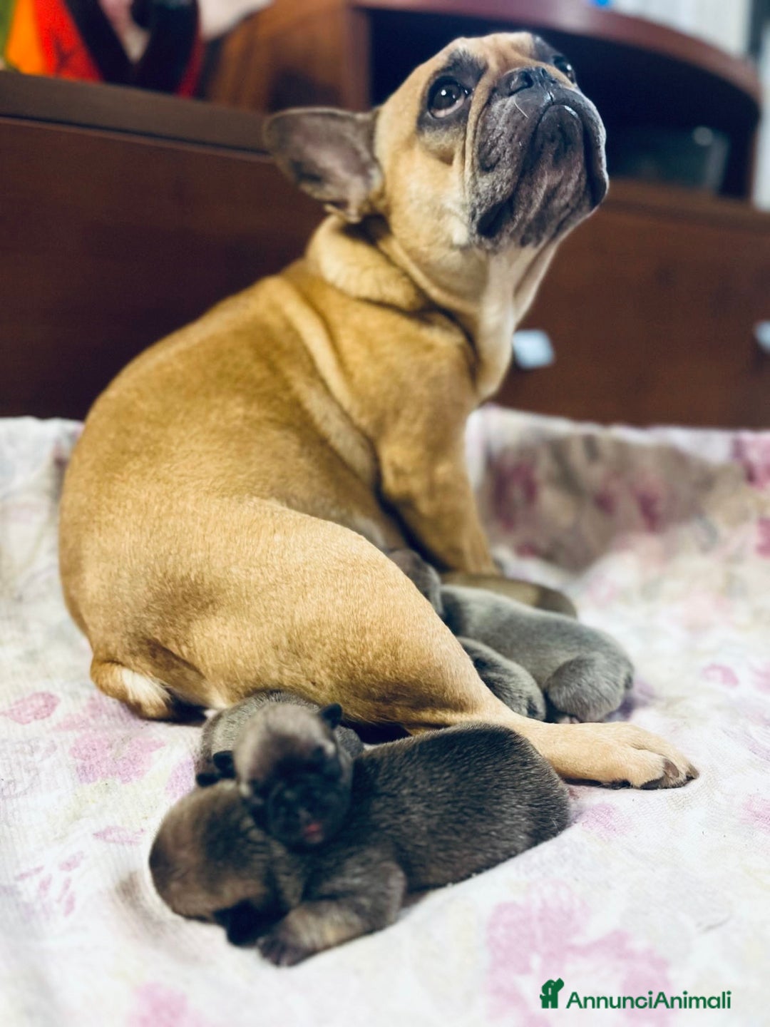 Bulldog Francese cani in vendita: Cuccioli di bulldog francese  - Annuncio 16