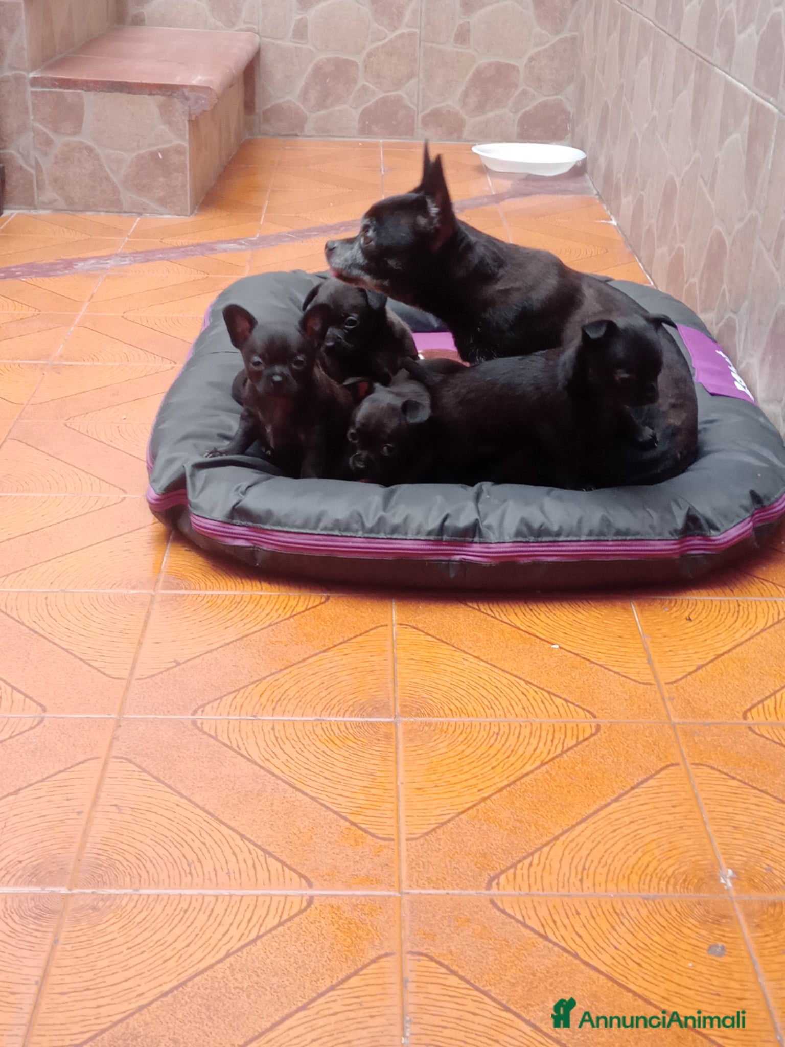 Chihuahua cani Chihuahua siracusa  - Annuncio 2