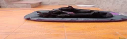 Chihuahua cani in vendita: Chihuahua siracusa  - Annuncio 1
