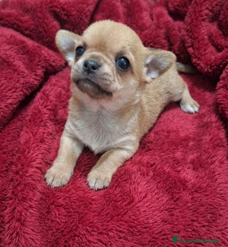Chihuahua cani Stupendi chihuahua pedigree enci - Annuncio 1