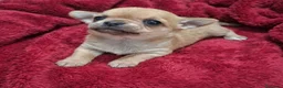 Chihuahua cani in vendita: Stupendi chihuahua pedigree enci - Annuncio 1