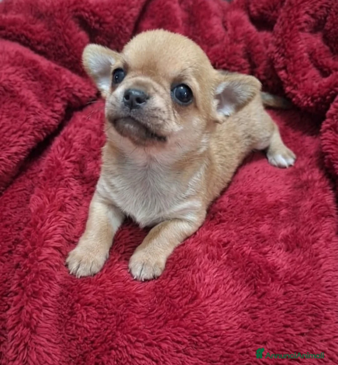 Chihuahua cani in vendita: Stupendi chihuahua pedigree enci - Annuncio 1