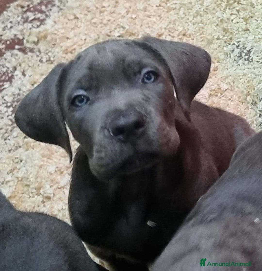 Cane Corso cani in vendita: Cuccioli di cane corso - Annuncio 7