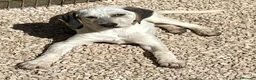 Meticcio cani in regalo: ADOTTACI - Annuncio 16