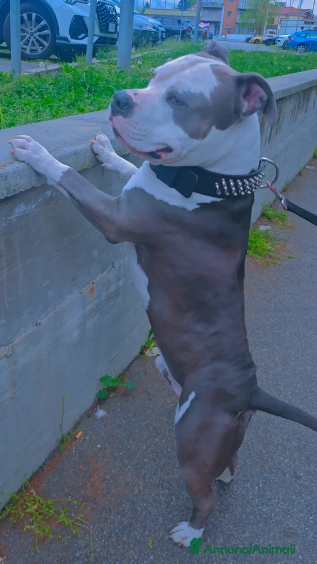 Pitbull cani per accoppiamento: Monta - Annuncio 12