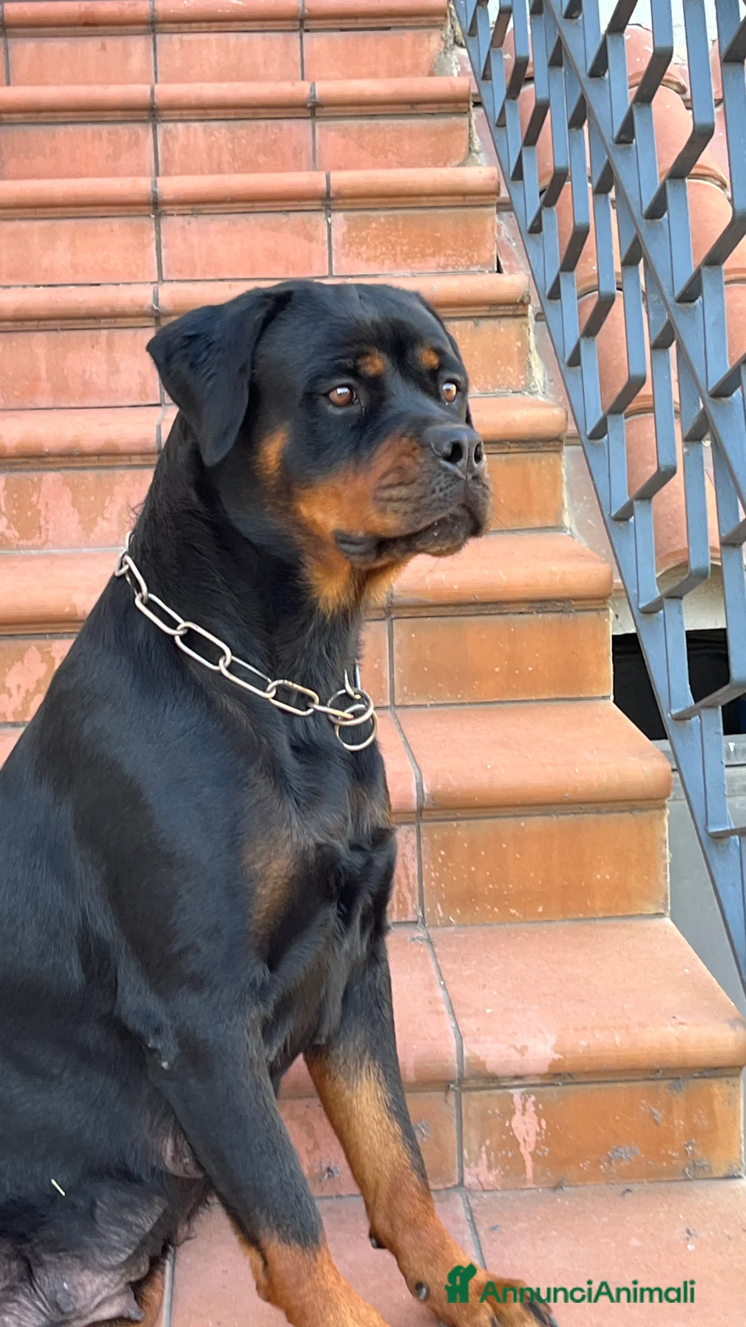 Rottweiler cani in vendita: Rottweiler napoli - Annuncio 5