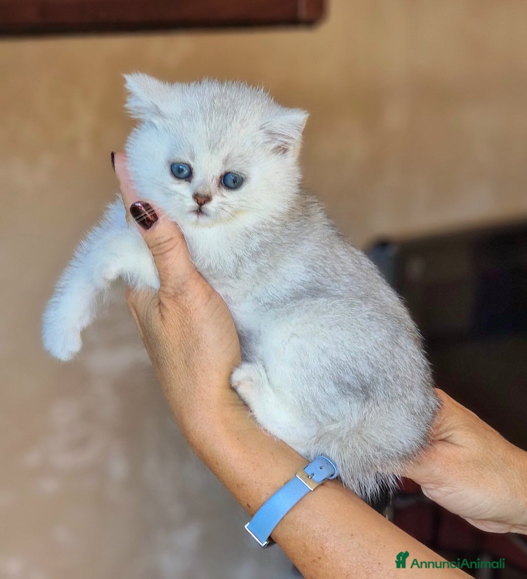 British gatti in vendita: British shorthair e longhair  a Provincia di Monza e della Brianza - Annuncio 3