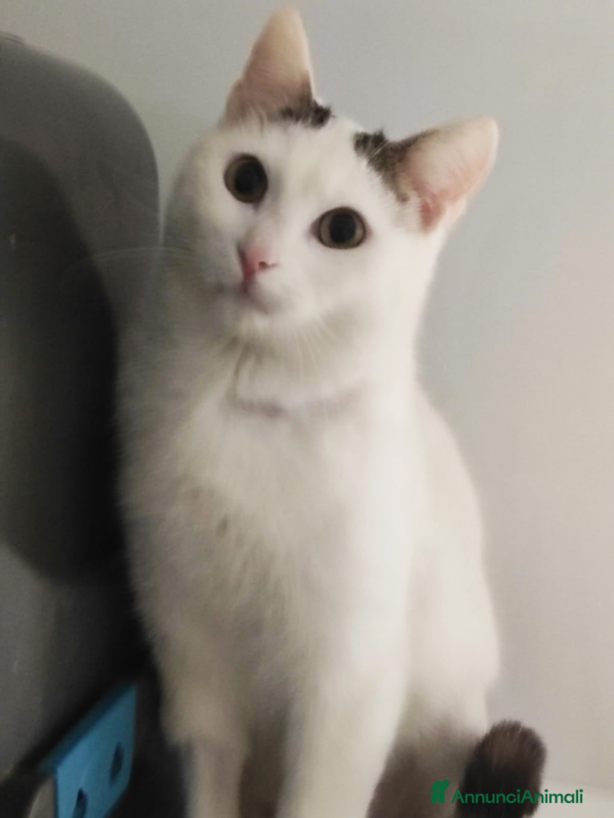 Meticcio gatti Una famiglia per Carlo  - Annuncio 11