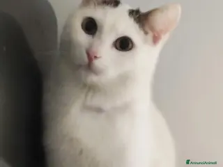 Meticcio gatti Una famiglia per Carlo - Annuncio 11