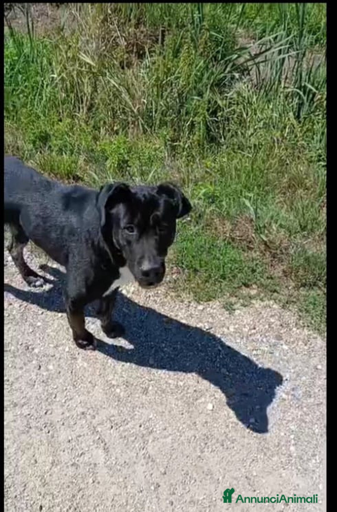 Meticcio cani in regalo: Rudy cerca famiglia - Annuncio 3