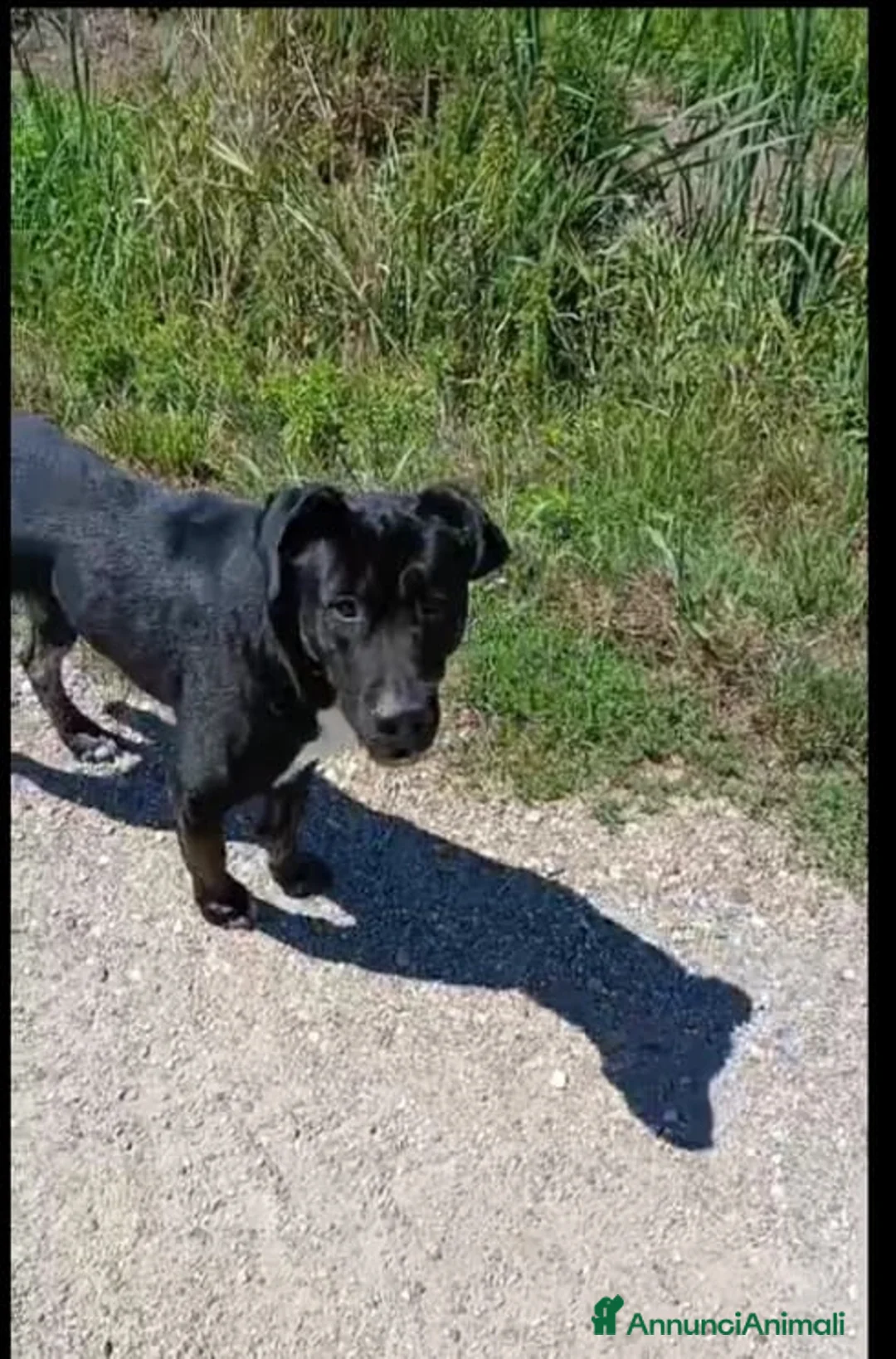 Meticcio cani in regalo: Rudy cerca famiglia - Annuncio 3