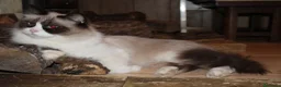 Ragdoll gatti in vendita: Ragdoll cucciolo splendido Lilac con pedigree. - Annuncio 6