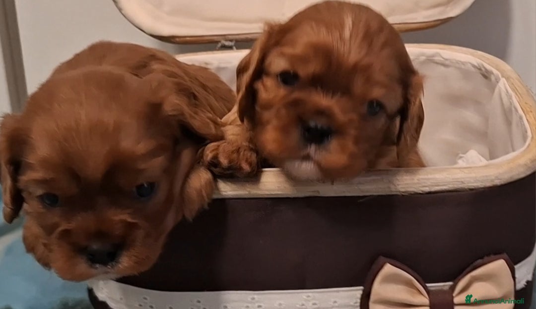 Cavalier King cani in vendita: Cucciole di Cavalier King ruby pedigree e affisso - Annuncio 5