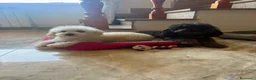 Barboncino Toy cani in vendita: Barboncini toy - Annuncio 1