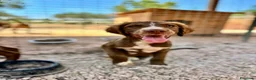 Meticcio cani in regalo: JUNE E MAGDA - Annuncio 4