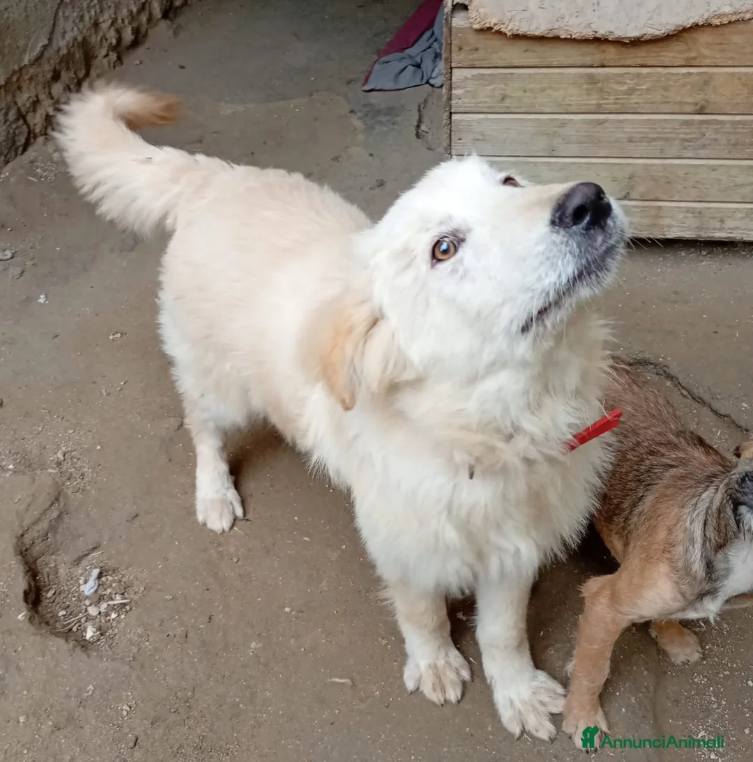 Meticcio gatti in regalo: AKY MIX GOLDEN/MAREMMANO  - Annuncio 3