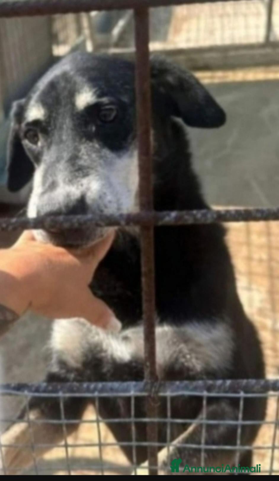 Meticcio cani in regalo: MusettoOLTRE 11ANNI DI CANILE!DEVE MORIRE LÌ?CATAN - Annuncio 3