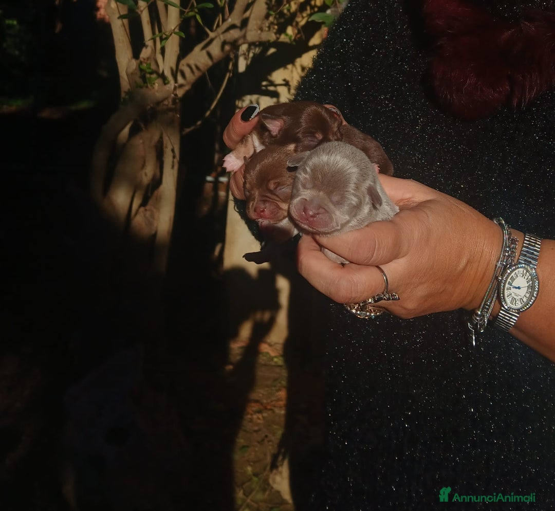 Chihuahua cani in vendita: Cuccioli chiuhauha toy puri  - Annuncio 7