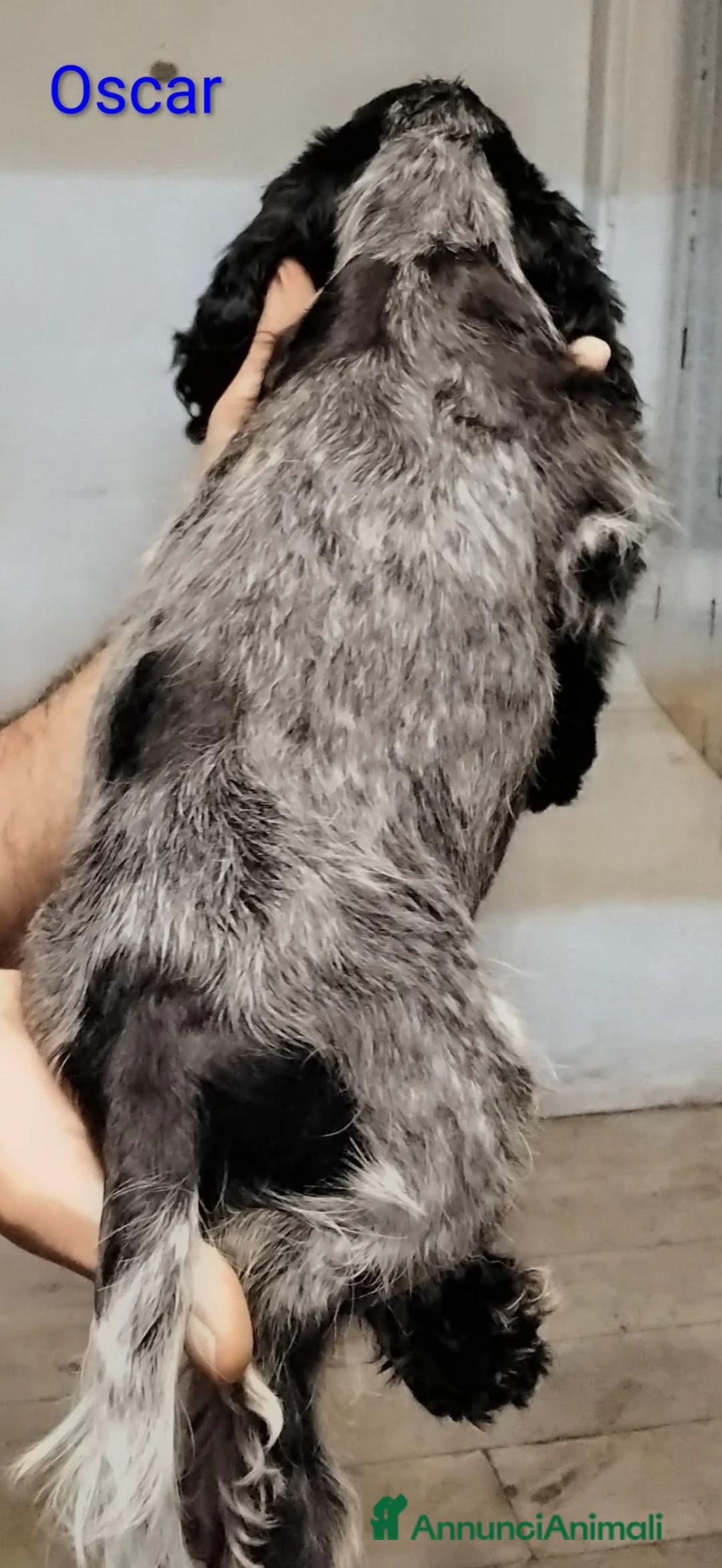 Cocker cani in vendita: Cucciolo Cocker Spaniel Inglese Blu Roano  - Annuncio 9