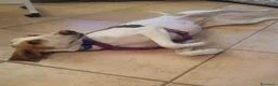 Segugio cani in regalo: Segugia in cerca di adozione - Annuncio 4