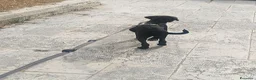 Cane Corso cani in vendita: Cucciola Cane Corso a Provincia di Forlì-Cesena - Annuncio 8