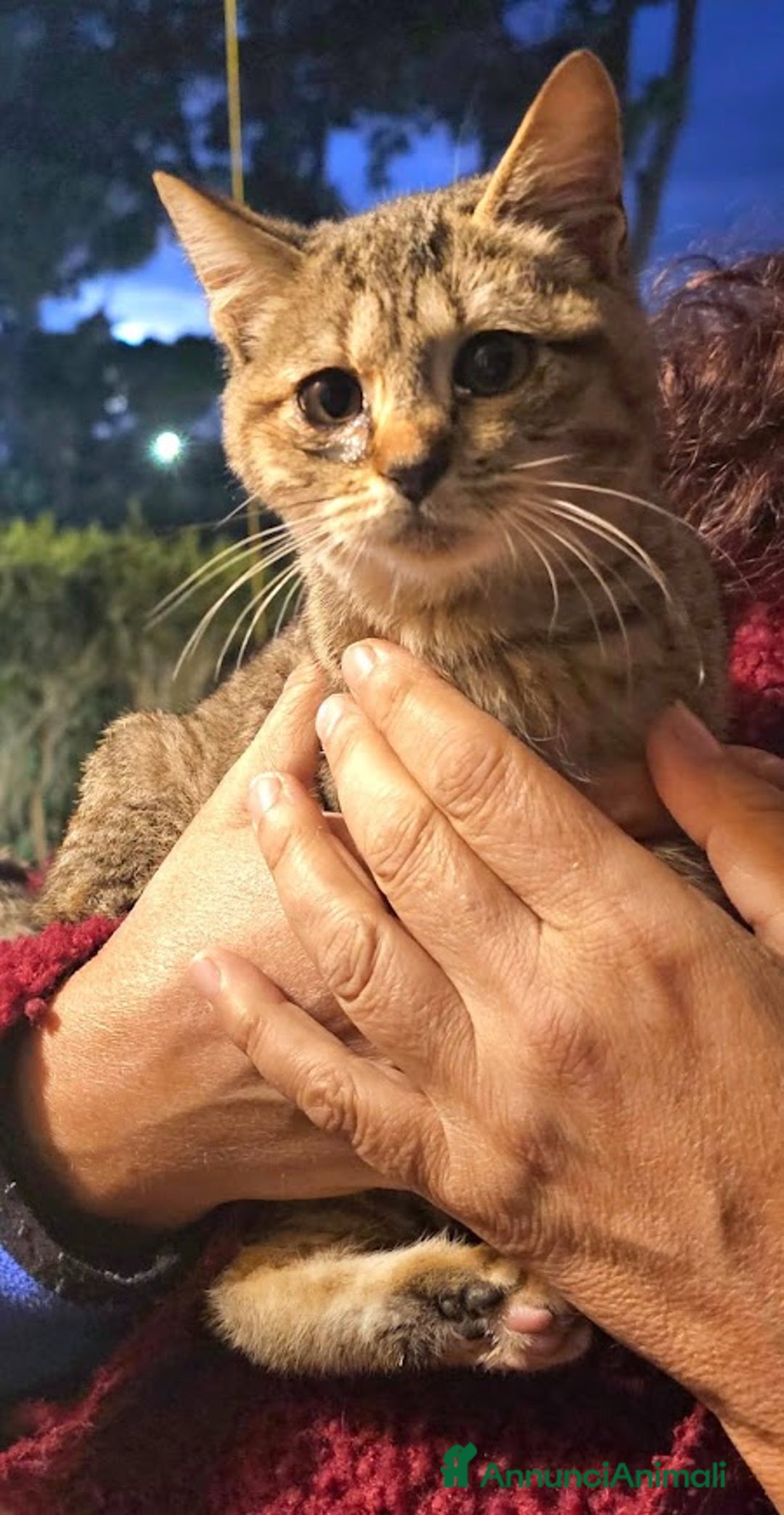 Europeo gatti in regalo: PALLINA, piccola micina di soli 3 mesi - Annuncio 3