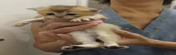 Scottish gatti in vendita: Gattina Scottish Straight  a Provincia di Ancona - Annuncio 3