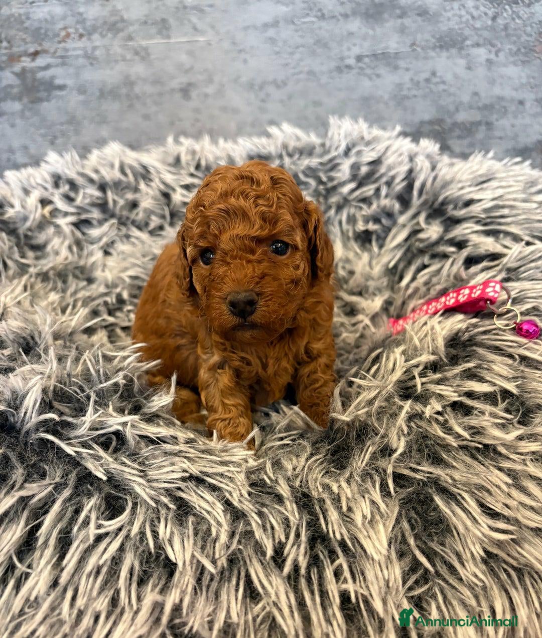 Cockapoo cani in vendita: Cuccioli di Cockapoo F2b disponibili - Annuncio 14
