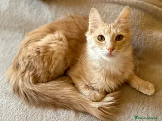 Angora turco gatti Gatta di razza Angora Turco - Georgina - Annuncio 3