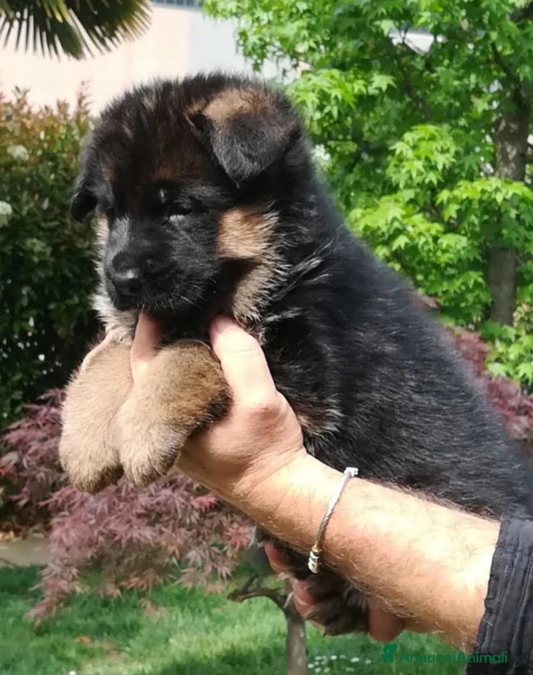 Immagine della galleria {{count}}