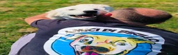 Pastore Maremmano cani in regalo: SVEN, cucciolone di pastore abruzzese - Annuncio 9