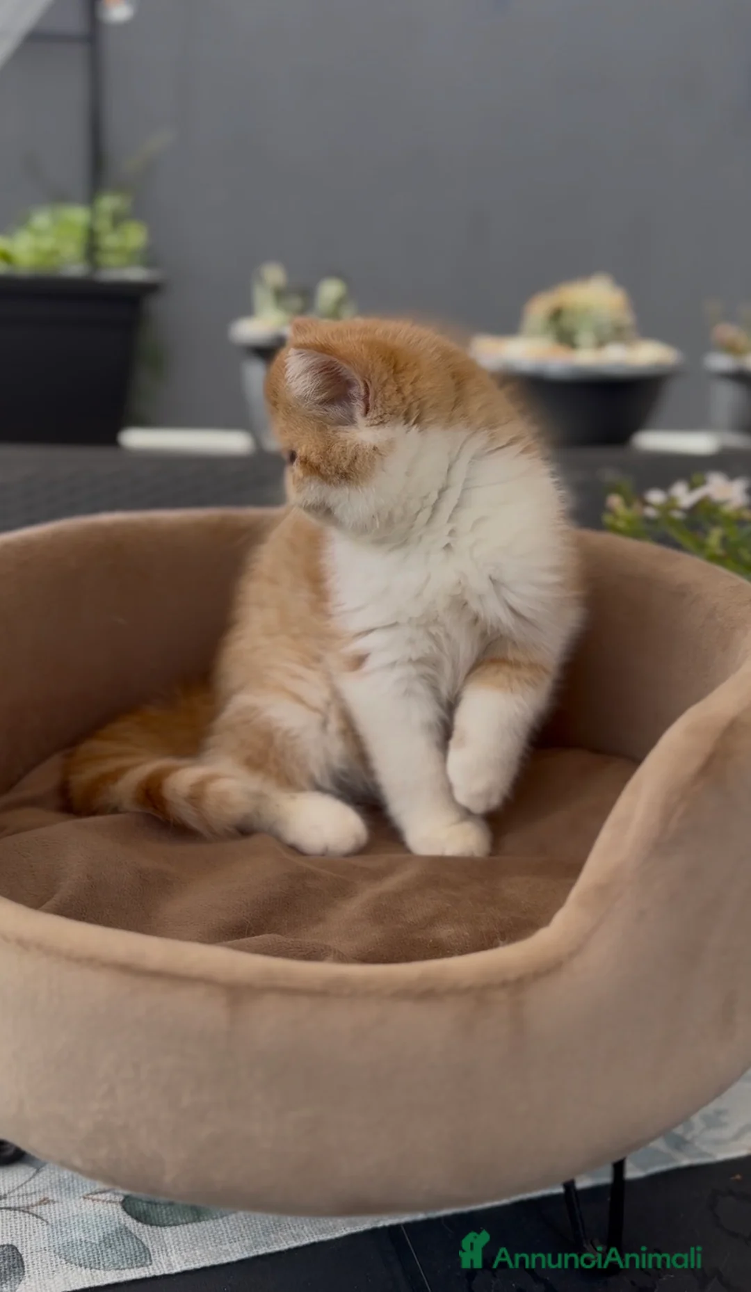 Exotic Shorthair gatti in vendita: Gatti Persiani e Exotic tutta Italia  a Città Metropolitana di Genova - Annuncio 4