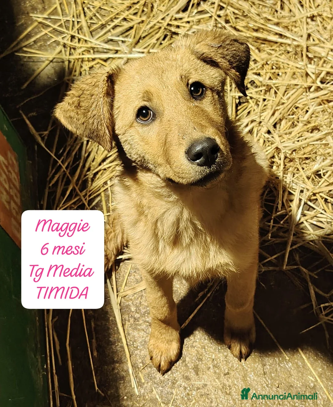 Meticcio cani in regalo: Cuccioli, non hanno chiesto di nascere  a Provincia di Brescia - Annuncio 11