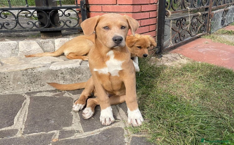 Meticcio cani - Annuncio 14