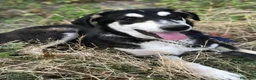 Meticcio cani in regalo: Nico mix Australian Shepherd 17mesi SIRACUSA SOS - Annuncio 5