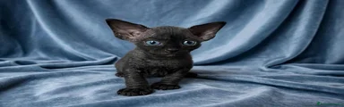 Sphynx 2
