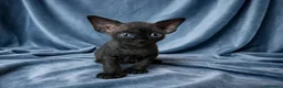 Sphynx gatti in vendita: Sphynx con pedigree  - Annuncio 4