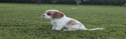 Cavalier King cani in vendita: Ultimi due cuccioli di Cavalier King con Pedigree - Annuncio 2