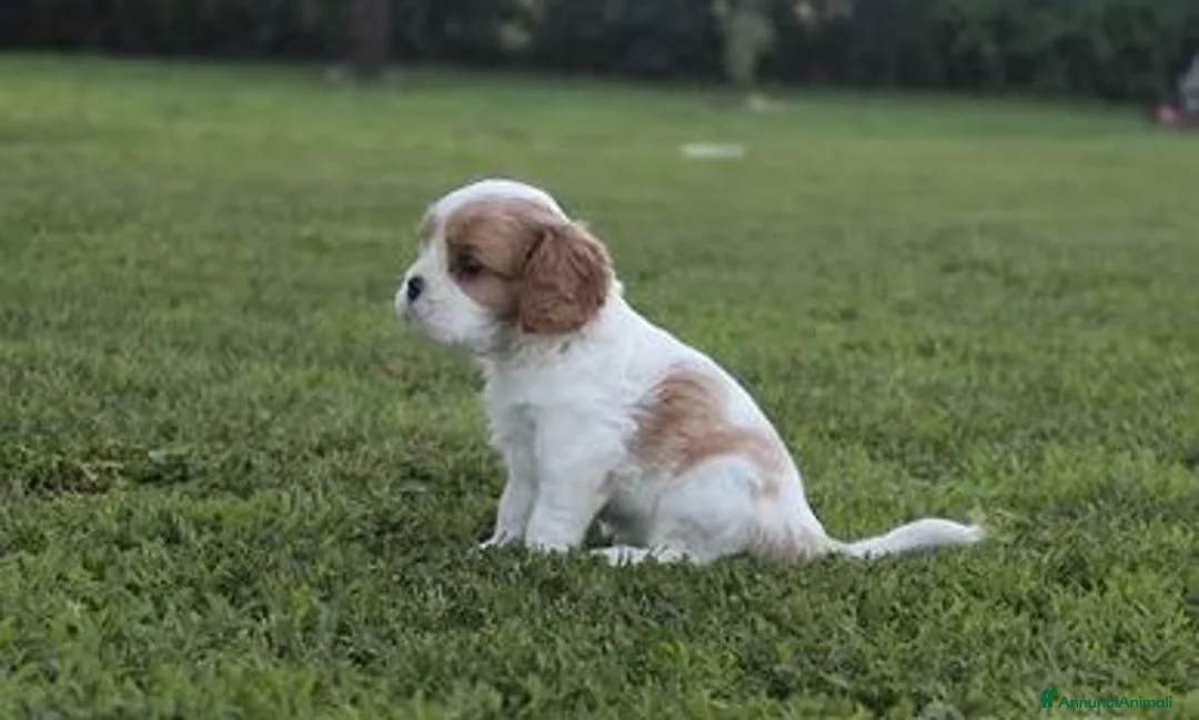 Cavalier King cani in vendita: Ultimi due cuccioli di Cavalier King con Pedigree - Annuncio 2