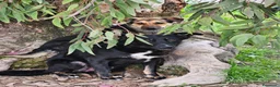 Meticcio cani in regalo: Andrea: 2 anni, timido e dolce - Annuncio 12